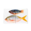 Décoration murale Poisson perroquet et Fusilier sur fond blanc - 40 cm x 24 cm