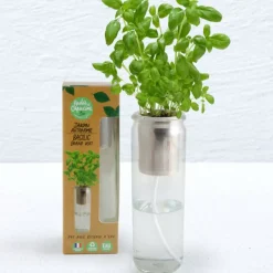 Jardin autonome - Basilic