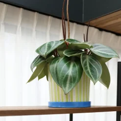 Jardinière Ray
