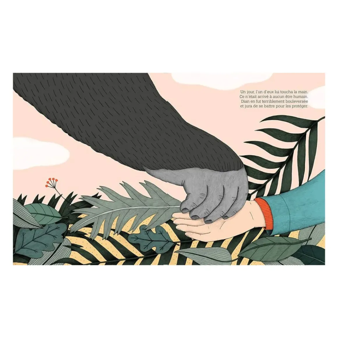 Livre Dian Fossey Collection Petite u0026 Grande