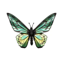 Trophée Origami Papillon Birdwing - Vert