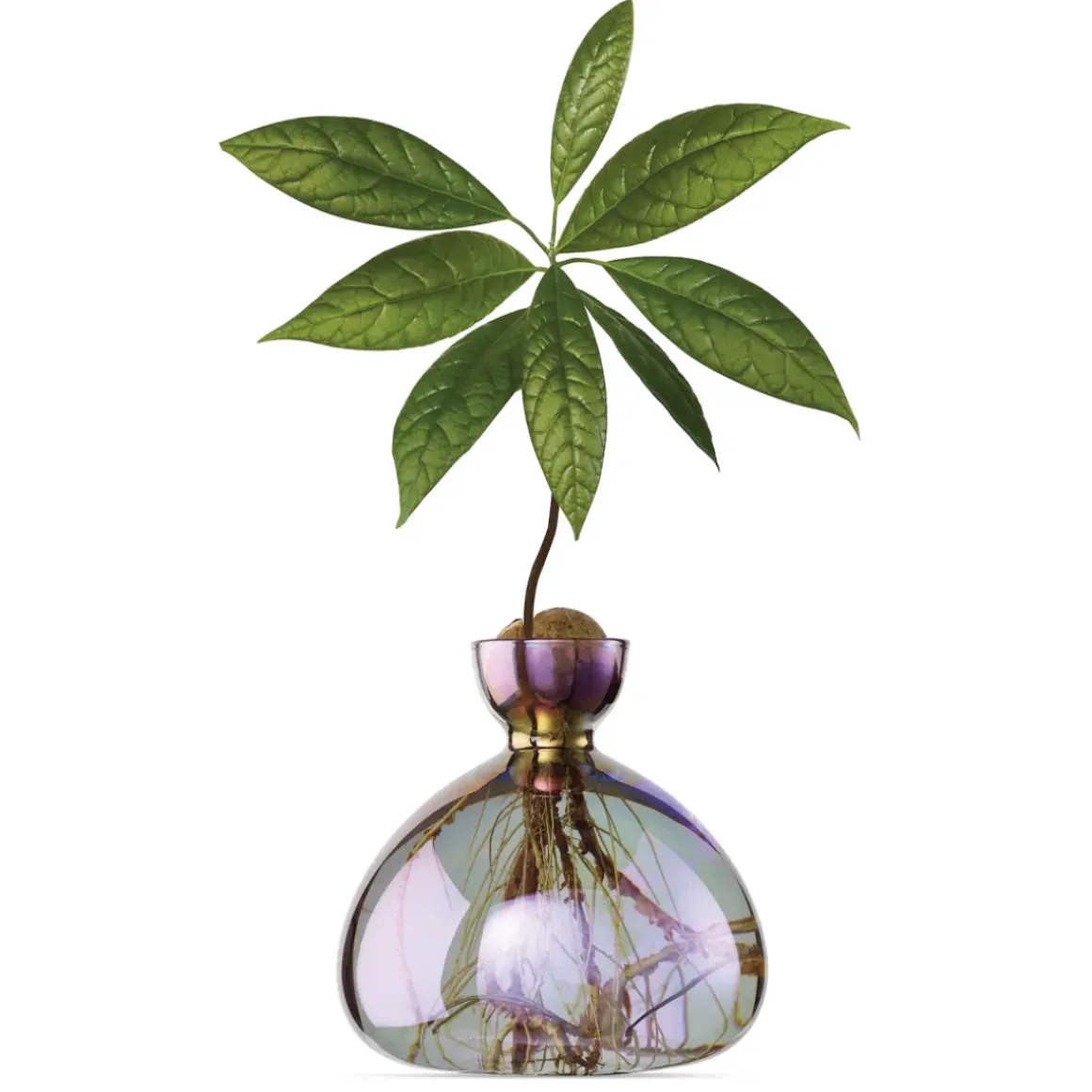 Vase en verre pour avocat