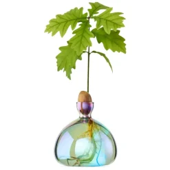 Vase en verre pour gland Cosmic